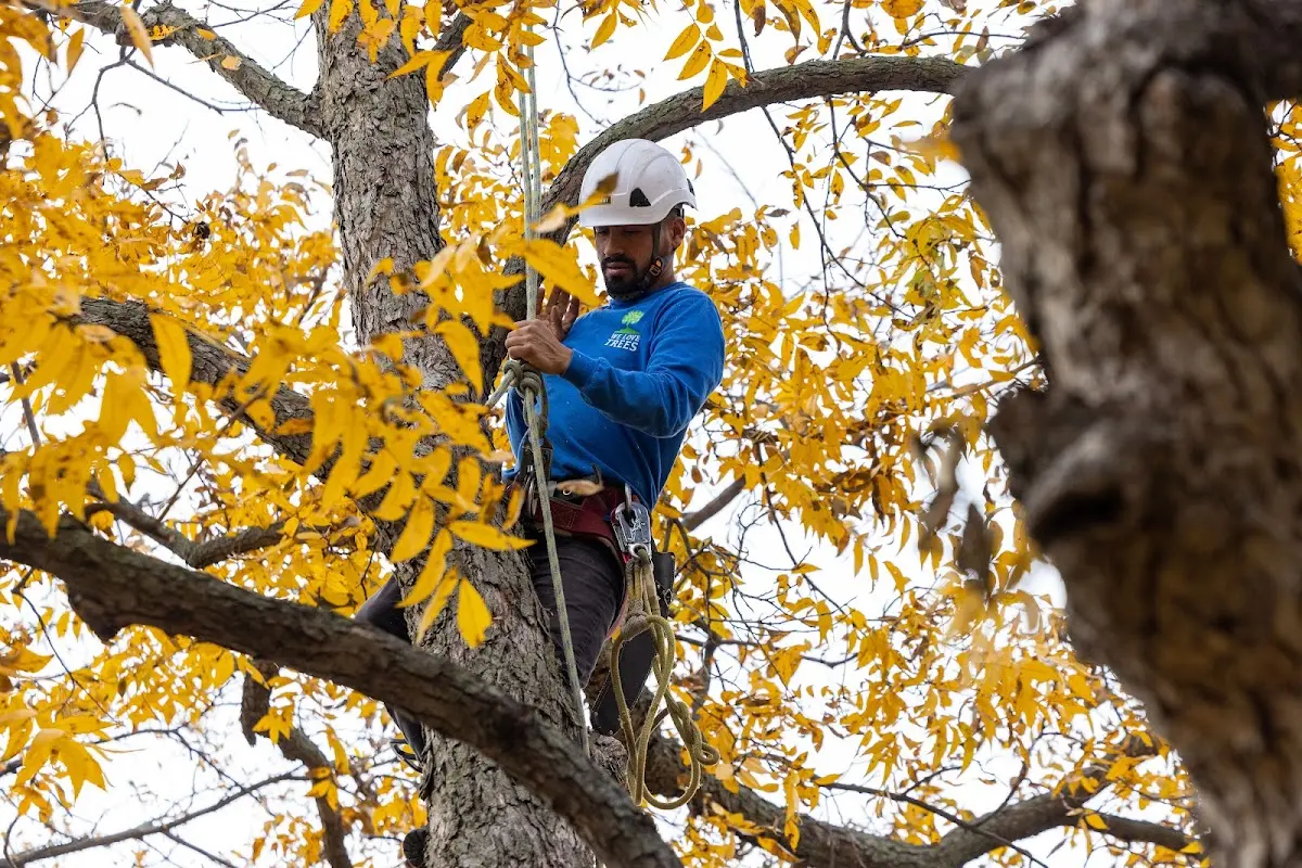 Skilled Tree Planting crew working in Spotswood